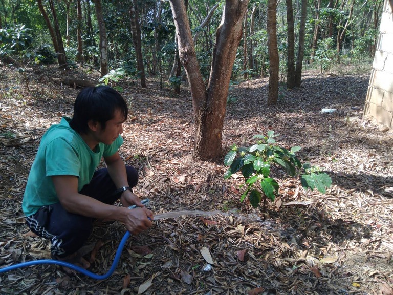 Landwirt prüft junge Kaffeepflanzen auf einer Waldlichtung in nachhaltiger Anbauweise.
