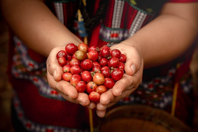 Zwei Hände halten frisch geerntete, rote Kaffeekirschen über einem Korb