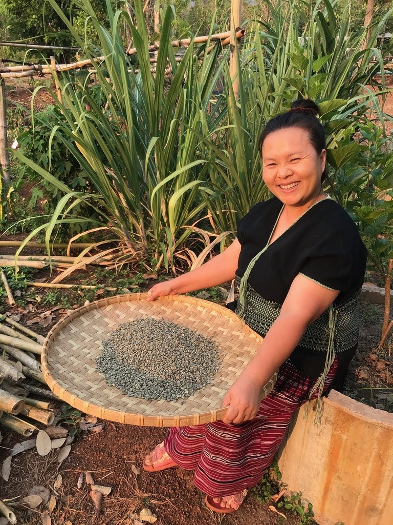 Frau präsentiert eine Schale mit getrockneten Kaffeebohnen auf einer Plantage
