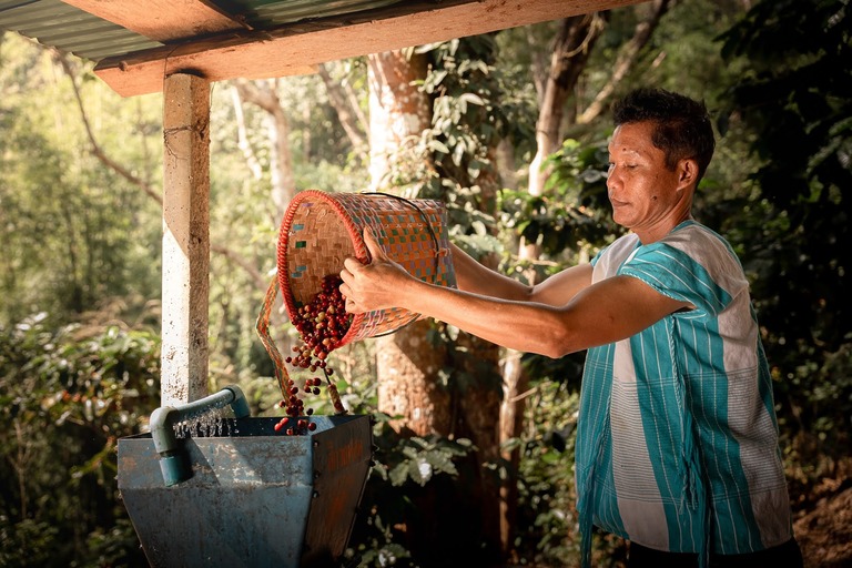 Wertschöpfung im Kaffeeanbau