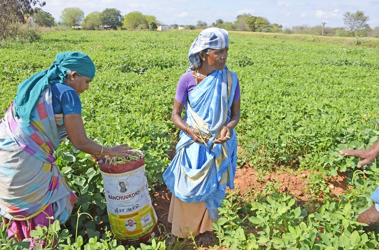 Vegetable cultivation