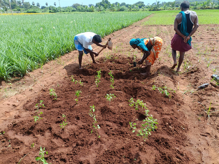 Bäuerinnen und Bauern pflanzen junge Setzlinge in einem Feld in Tamil Nadu – Förderung nachhaltiger Landwirtschaft