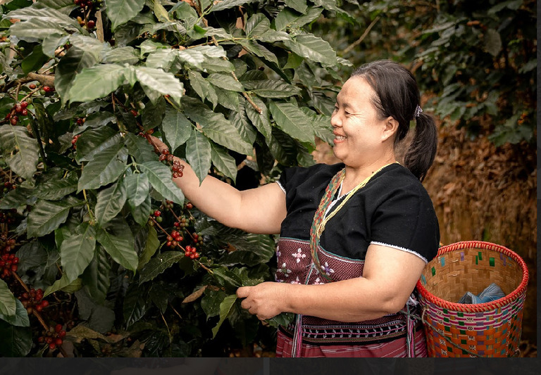 Frau pflückt reife Kaffeekirschen direkt vom Strauch auf einer Kaffeeplantage.