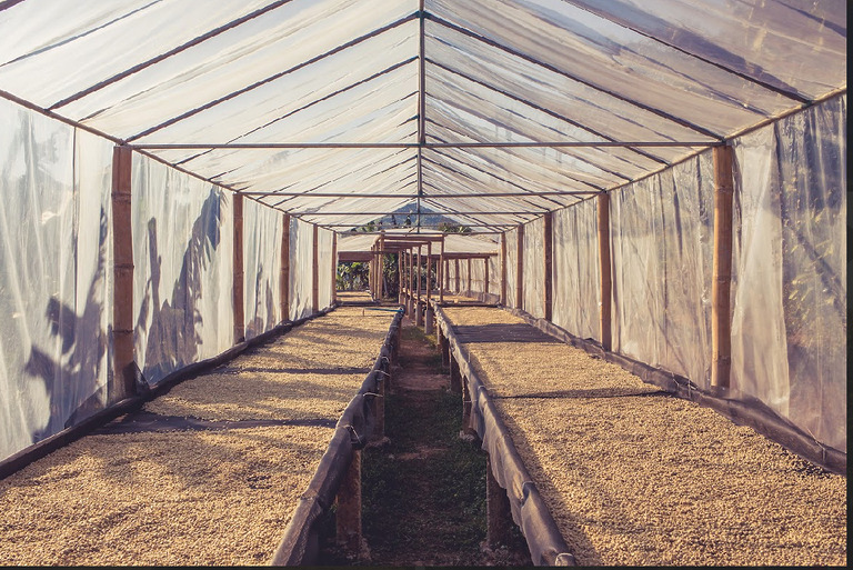 Kaffeebohnen werden in einem Trocknungszelt gleichmäßig auf Gitterrosten getrocknet.