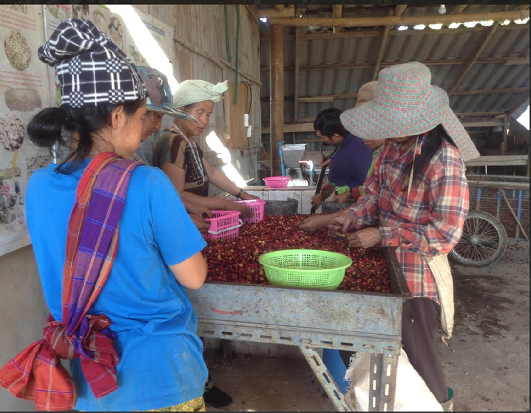 Frauen bei der Sortierung von Kaffeebohnen
