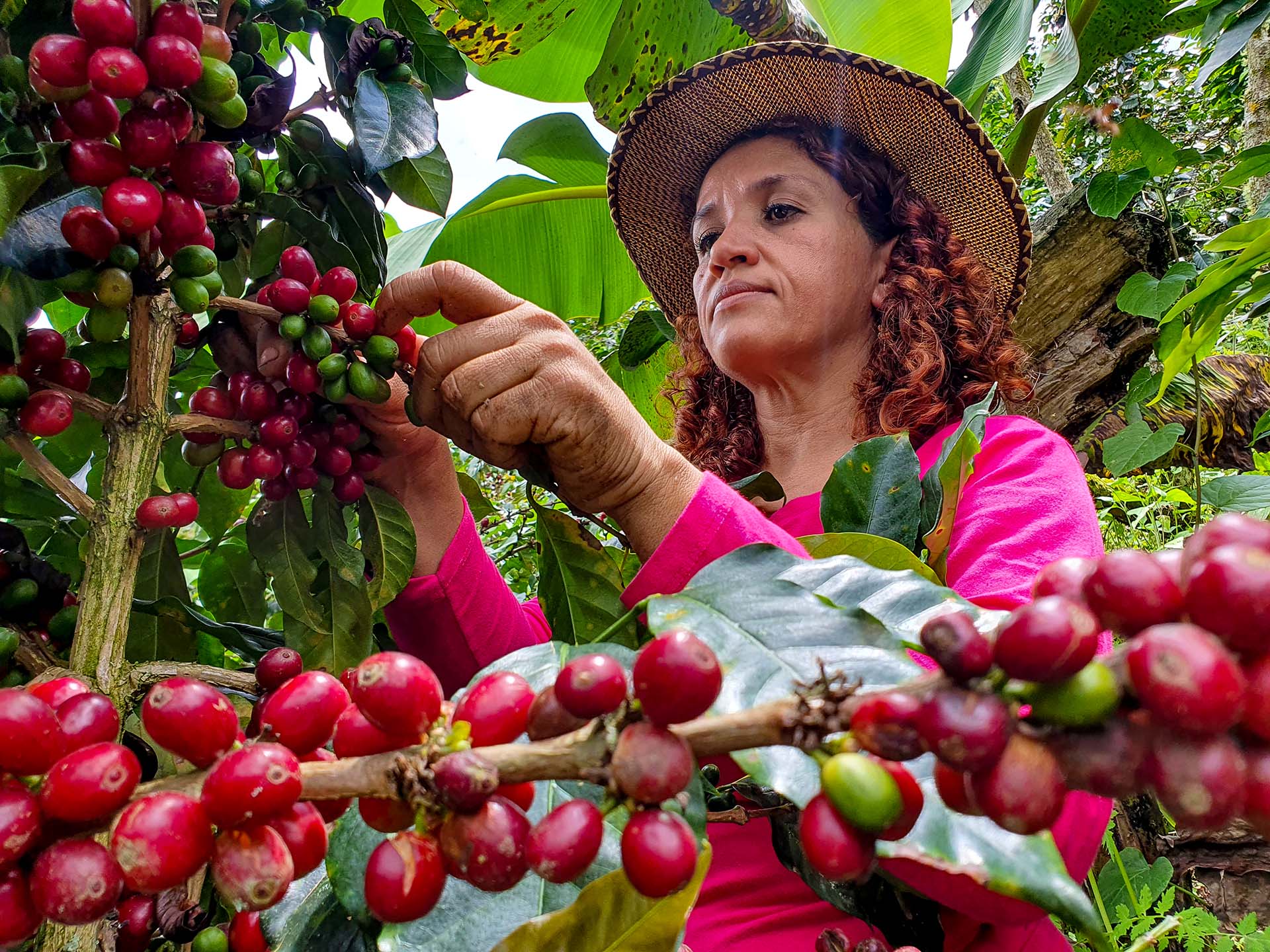 Gutes Klima für Arabica-Kaffee