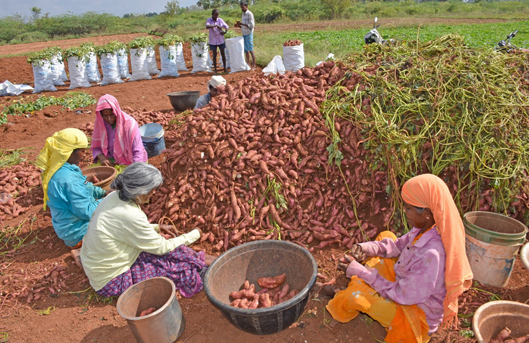 Ernte von Süßkartoffeln